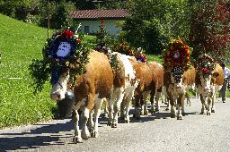 Cows walking with decoration in the parade called Almabtrieb in Austria