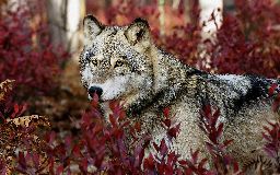 Grey wolf in beautiful red foliage
