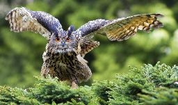 Eagle owl