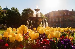 Flowers in front of a fountain on a warm morning in the Stuttgart Palace Park, Germany
