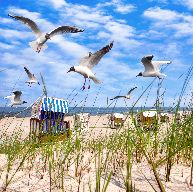 Seagulls at the beach in summer, beach chairs on White sand beach with grass and blue sky at Baltic sea