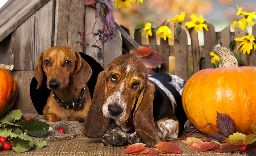 Dachshund dog and basset hound