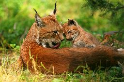 European Lynx