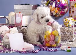 Miniature Schnauzer and candies
