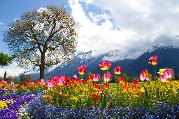 Tulip beds and beautiful landscaping in front of the Swiss Alps