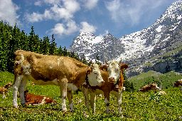 Scenic Swiss Alps mountains with cows and clouds