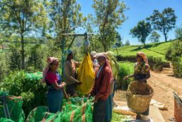 Tea-leaf pickers at Nuwara Eliya, Sri Lanka