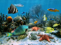 Coral garden with starfish and colorful tropical fish, Caribbean sea