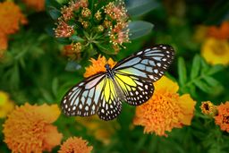 Blue Glassy Tiger Butterfly, Malaysia