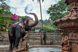 A ceremonial elephant sprays water from a fountain, Temple of the Sacred Tooth Relic in Kandy, Sri Lanka
