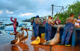 A sea lion and pelicans waiting for a bite in Fishermen dock stall in Puerto Ayora, Santa Cruz island Galapagos