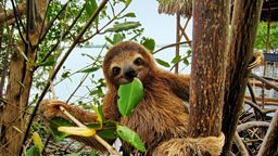 Smiling baby Brown-throated Sloth in the mangrove, Caribbean, Costa Rica