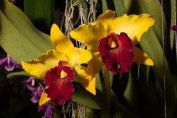 Orchid