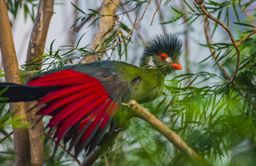 Guinea Turaco, also known as Green Turaco