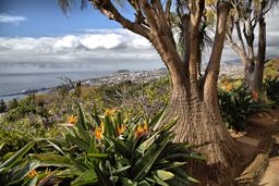 Unusual tree in Madeira Botanical Garden, Funchal, Portugal
