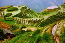 Hills transformed into rice terraces in the morning light, Thailand