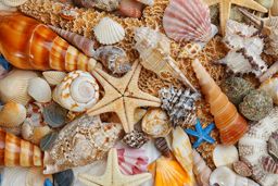 Sea shells