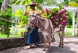 A woman with a bonnet and a donkey with basket of colorful flowers, Saint Ann, Jamaica