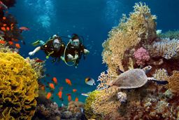 The loving couple dives among corals and fishes in the ocean, Maldives