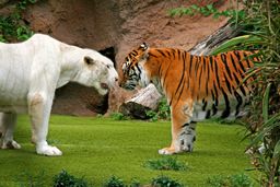 Angry albino male tiger growling at female tiger, Loro Park, Tenerife