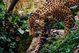 Leopard, Sri Lanka