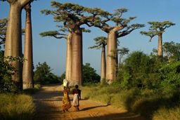 Two women walk home from market in late afternoon through the Avenue des Baobabs, Morondava, Madagascar