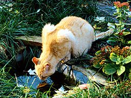Cats Jigsaw Puzzles