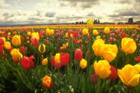 Spring Jigsaw Puzzles
