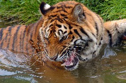 A tiger playing in the water, Olmen Zoo, Belgium