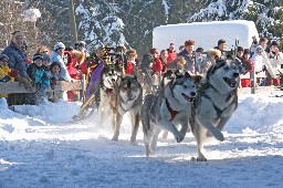 Dog sled national cup in Czech Republic