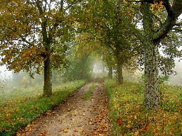 An autumn road, Poland