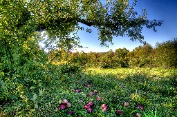 Summer in a botanical garden