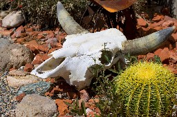 A skull and a cactus