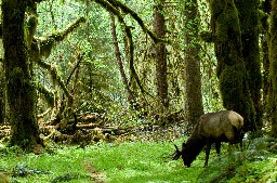 Roosevelt elk in Olympic national park, Washington