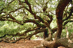 The Angel Oak on John's Island, SC