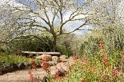 Park Bench, Desert Botanical Garden, Phoenix, Arizona