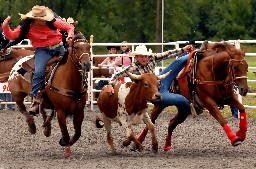 The Steer Wrestling event at the Help A Child Smile rodeo, Sept. 3/2006 in Welland, Ont.