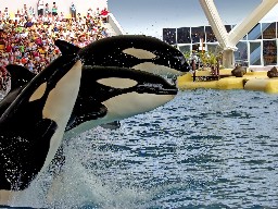 Three orca whales in the seaworld