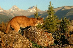 A Mountain Lion