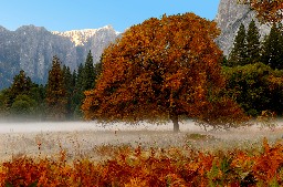 Beautiful Mist in early morning, Yosemite valley