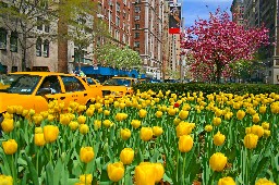 Springtime on Park Avenue