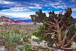 Gnarled juniper and green yucca at Red Rock Canyon National Conservation Area