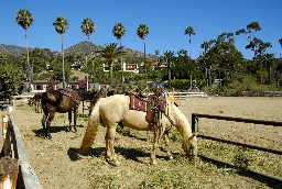 Horse in a stable. Santa Catalina Island, Avalon, California