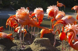 Flamingos sitting on nests attending the eggs
